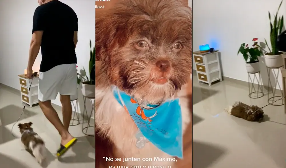 El tierno comportamiento del can sorprendió a más de dos millones de usuarios. Foto: captura de TikTok