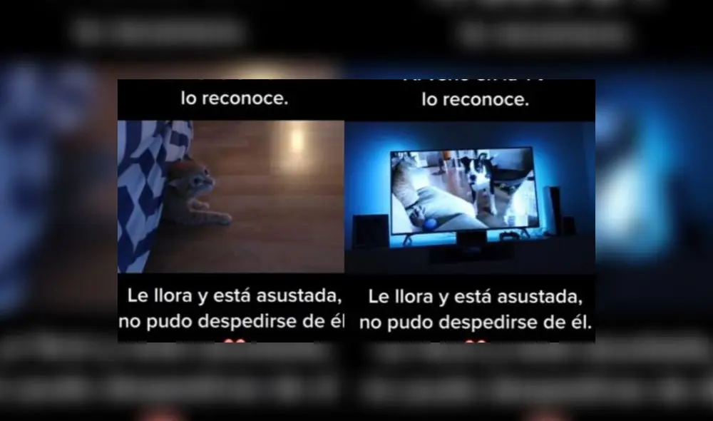 Foto: captura de TikTok