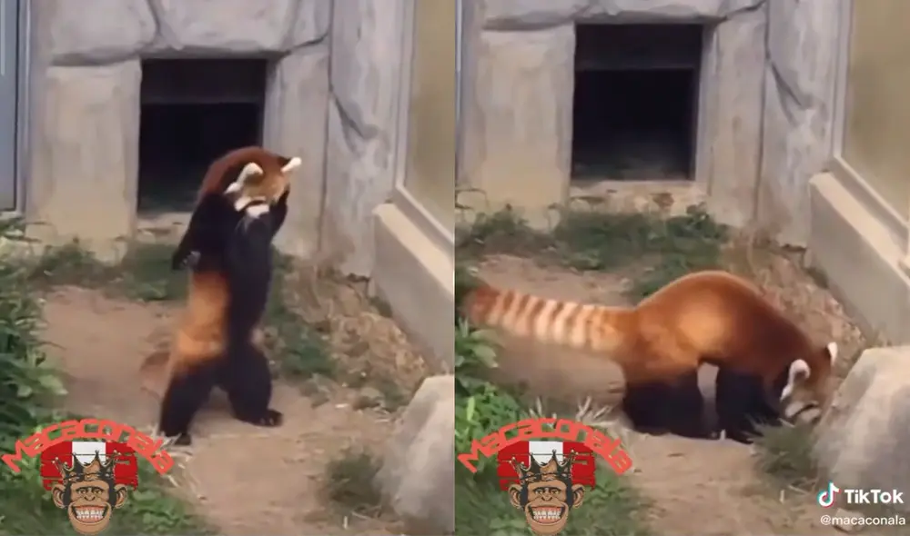 El panda rojo se mostró alerta al ver la enorme piedra en el suelo. Foto: captura de TikTok