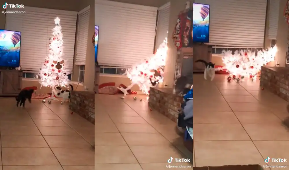 El minino causó sensación en las redes por su inesperada ocurrencia. Foto: captura de TikTok El minino causó sensación en las redes por su inesperada ocurrencia. Foto: captura de TikTok