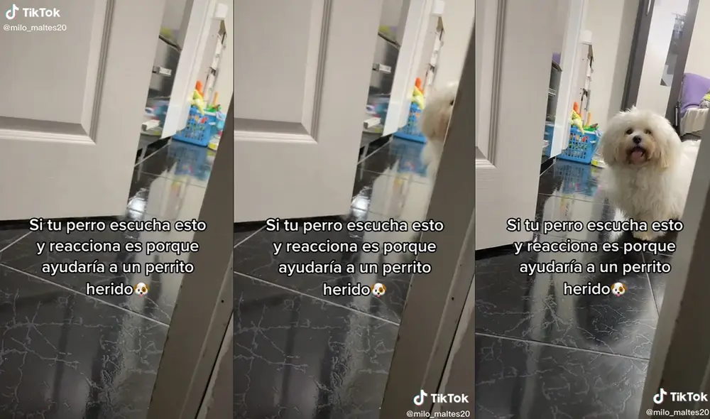 El perrito se acercó al espacio donde su dueña reprodujo el sonido. Foto: captura de TikTok