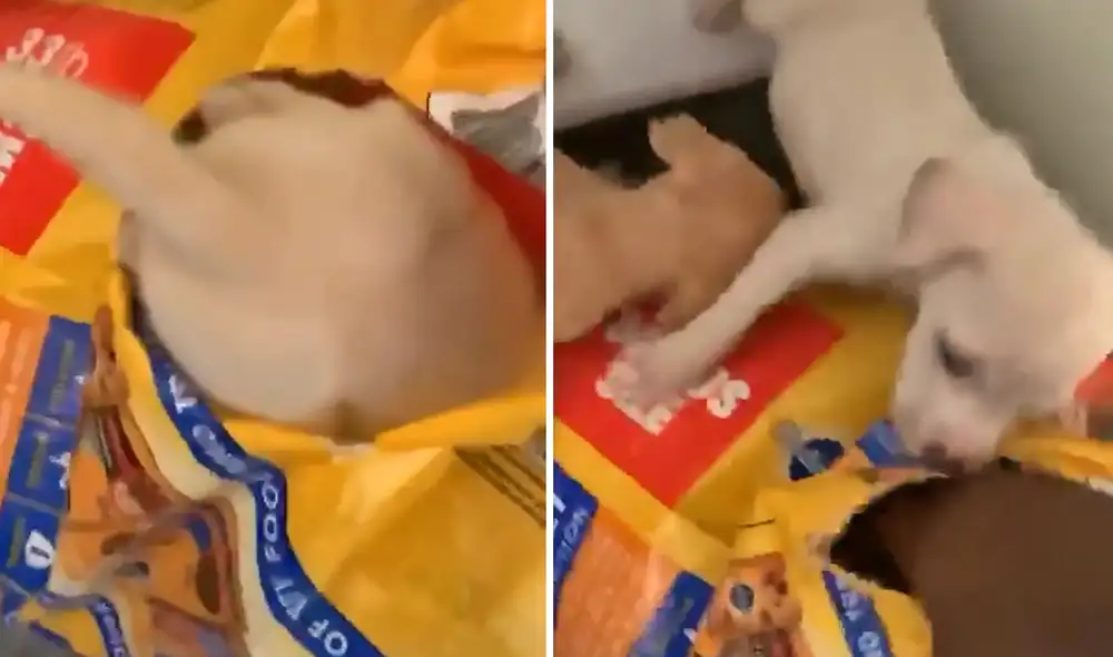 Video compartido por el usuario de TikTok @boogieee5. Foto: captura de TikTok Video compartido por el usuario de TikTok @boogieee5. Foto: captura de TikTok