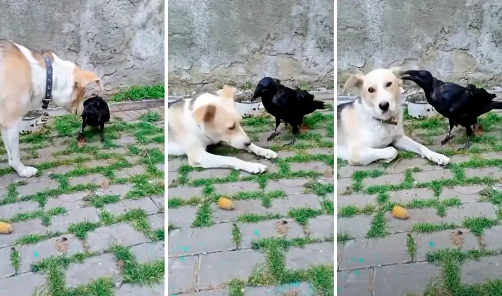 El perro y el cuervo juegan como si fueran dos animales de la misma especie. Foto: captura de YouTube/CatersClip El perro y el cuervo juegan como si fueran dos animales de la misma especie. Foto: captura de YouTube/CatersClip