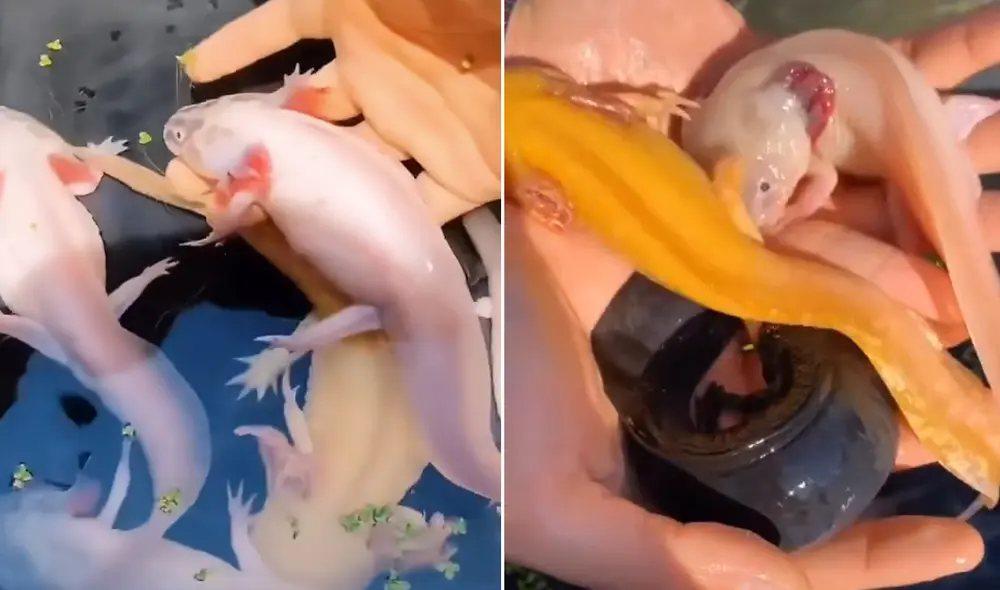 Video fue publicado por el usuario de TikTok @ismael_chee. Foto: captura de TikTok