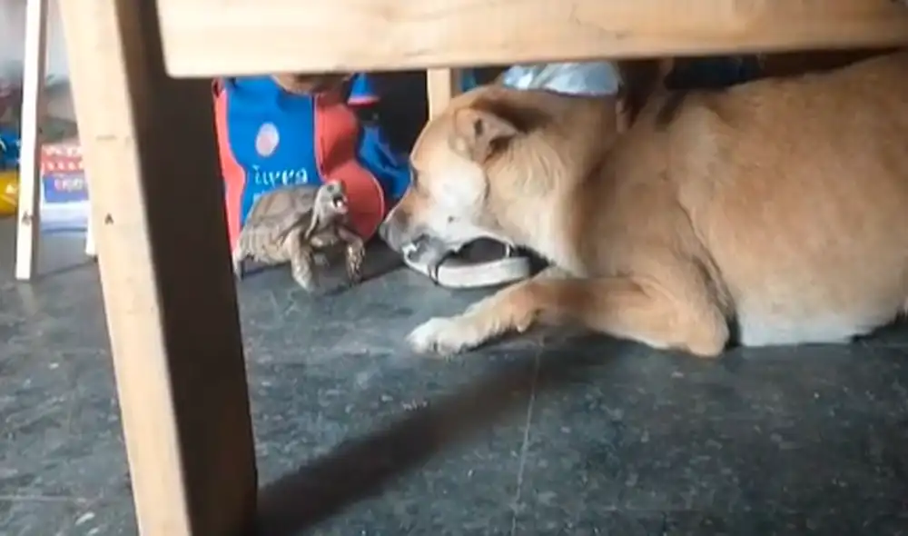 La tortuga sorprendió a los seguidores de las redes sociales gracias a su temeraria defensa. Foto: captura de TikTok