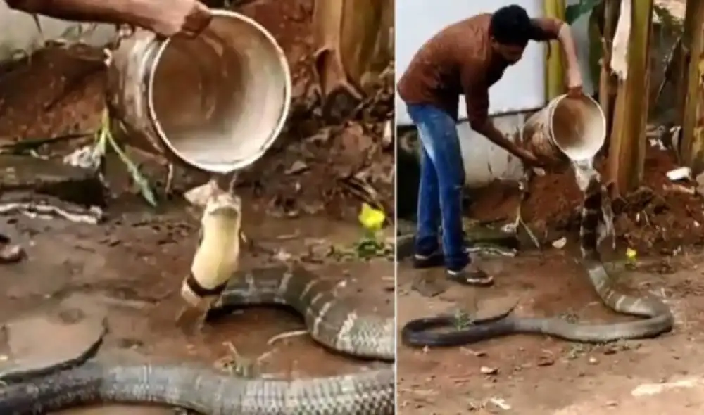 Hombre bañando a una gigantesca cobra sorprende las redes. Foto: captura de TikTok.