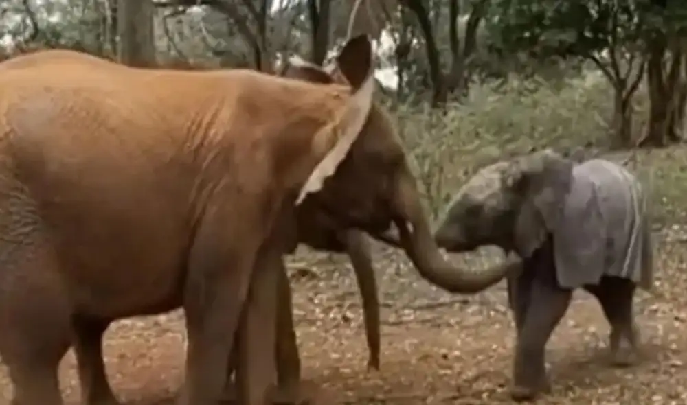 A los usuarios de TikTok les gustó mucho este video, que ya obtuvo más de 50.000 ‘me gusta’. Foto: captura de TikTok