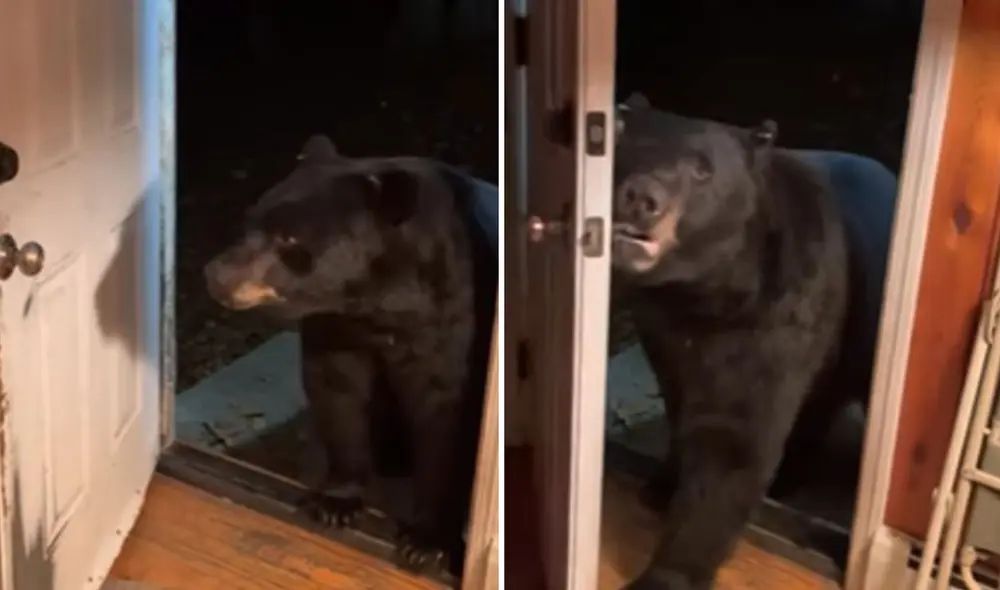 El animal sorprendió con su conducta tan 'educada' para retirarse. Foto: captura de YouTube
