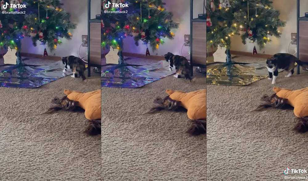 La mujer comentó que colocar papel aluminio es un bloqueador efectivo para gatos. Foto: captura de TikTok