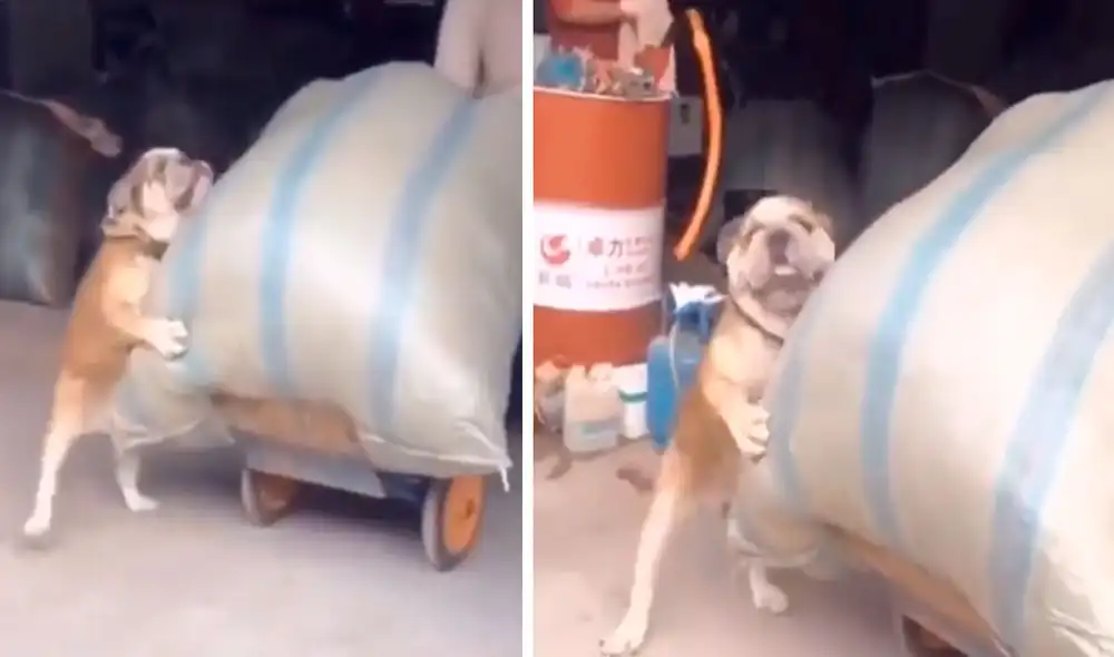 Un perro vio que su dueño tenía dificultad para trasladar unos sacos con una carretilla, por ello, no tuvo mejor idea que estirar sus patas para que empujen juntos. Foto: captura de Facebook