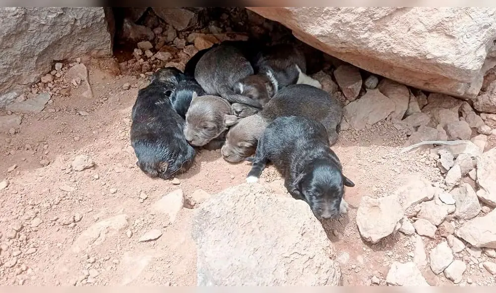Los cachorros se encuentran en busca de una familia responsable que pueda adoptarlos. Para ello, la ciudadanía puede contactarse a la línea telefónica 961792407. Foto: Municipalidad Provincial de Puno