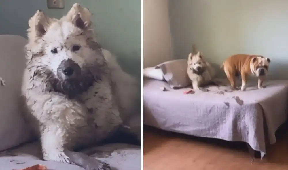 Luego de publicar estas imágenes, más de 36.400 usuarios reaccionaron con un like sobre el video.  Foto: captura de TikTok