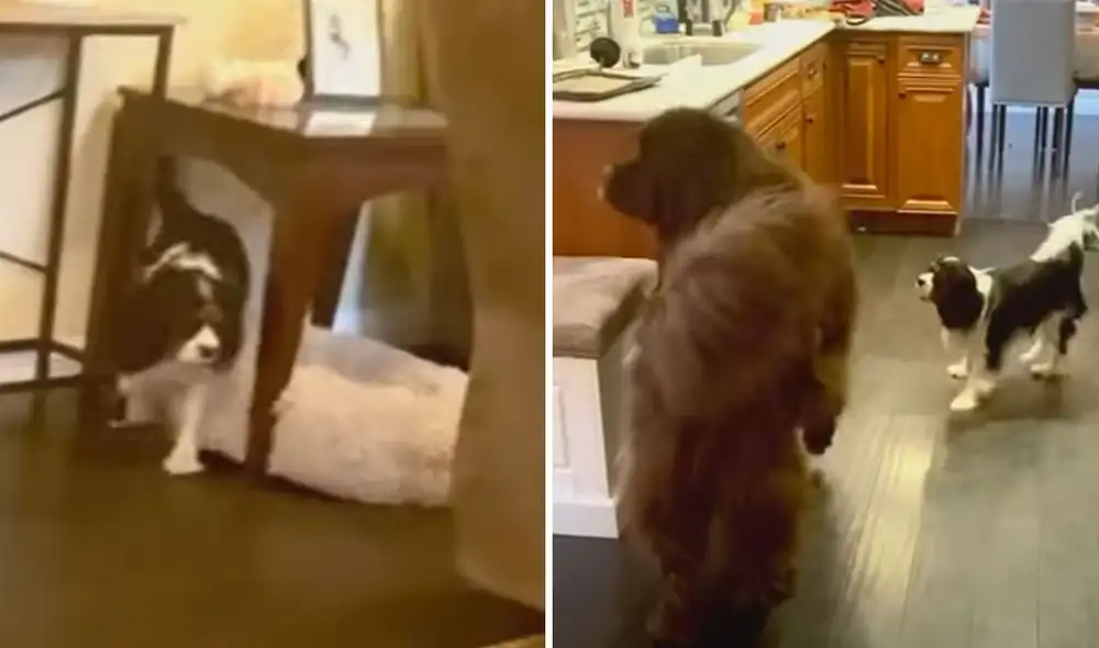 Las imágenes ya son tendencia en las redes sociales. Foto: captura de YouTube