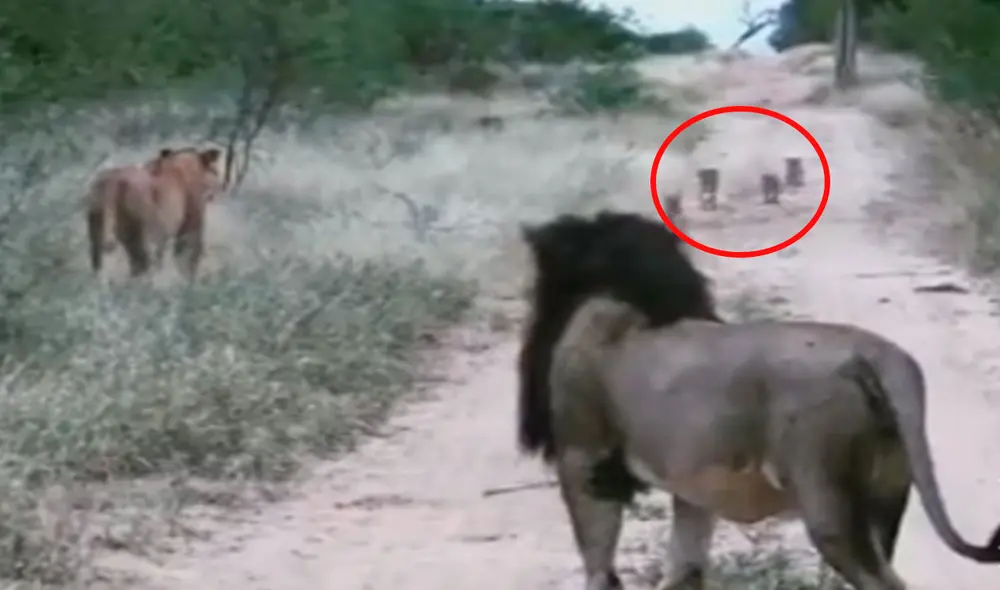 Un turista grabó el preciso momento en que unos leones se aseguraron de que sus bebés no se alejaran luego que salieron a buscar comida. Foto: captura de YouTube Un turista grabó el preciso momento en que unos leones se aseguraron de que sus bebés no se alejaran luego que salieron a buscar comida. Foto: captura de YouTube