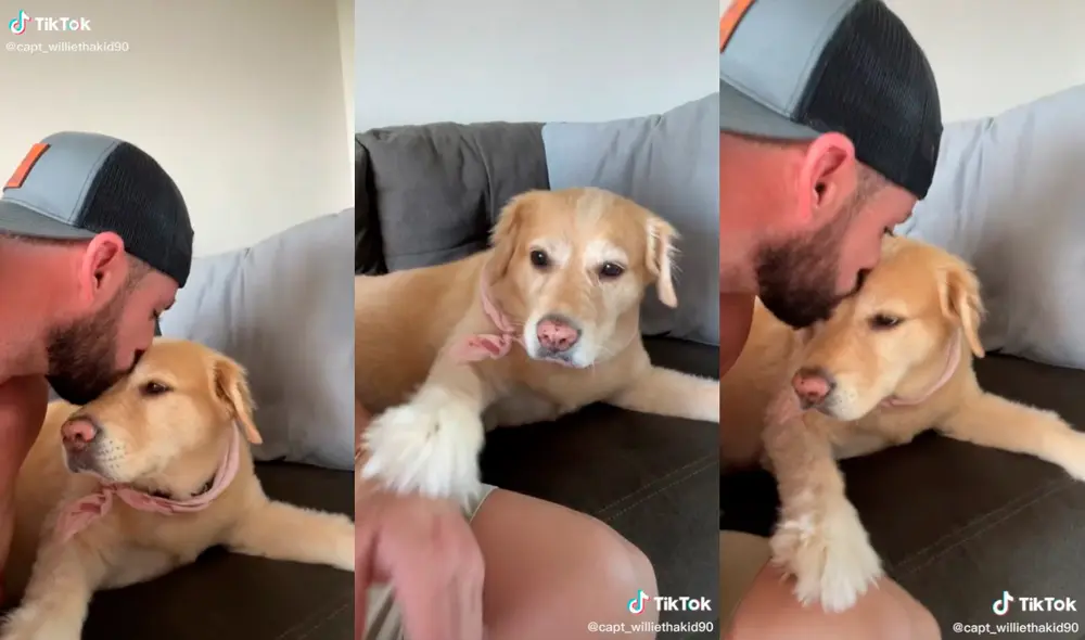 La canina robó los corazones de miles de usuarios con su tierna conducta. Foto: captura de TikTok La canina robó los corazones de miles de usuarios con su tierna conducta. Foto: captura de TikTok