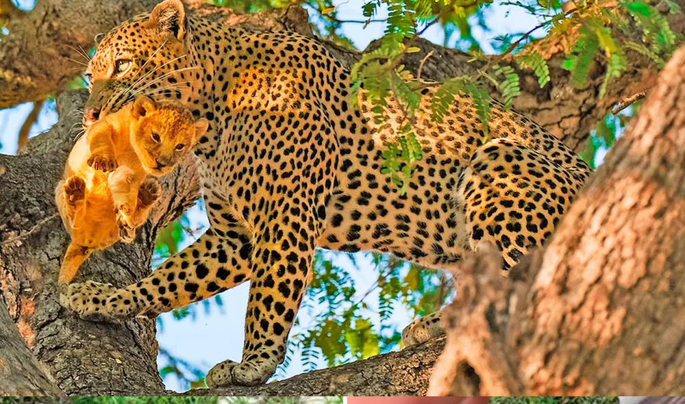 El video viral ha sido compartido en el canal Latest Sightings. Foto: captura de YouTube