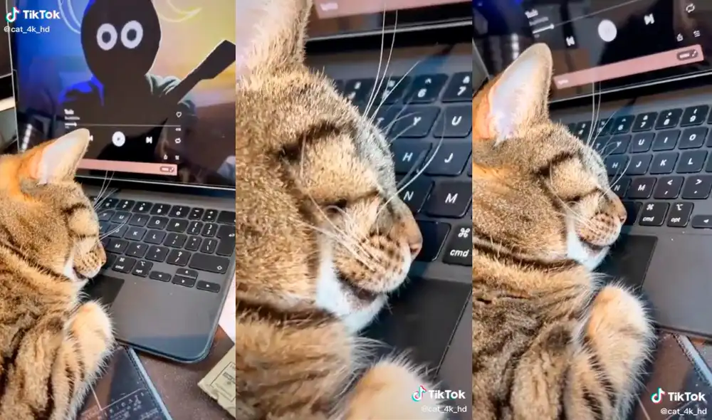 El minino tomó por sorpresa a su dueño, quien tras un breve descuido notó al animal dormido sobre su laptop. Foto: captura de TikTok