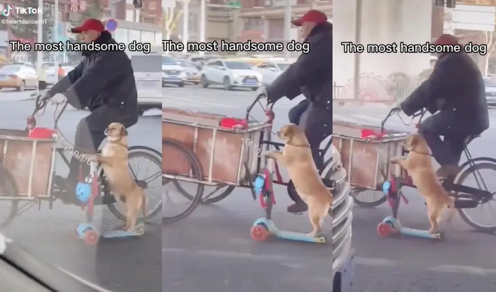 Los usuarios de la red quedaron cautivados con el pequeño animal, quien subió sus patas encima del timón para tener más estabilidad en su vehículo. Foto: captura de TikTok