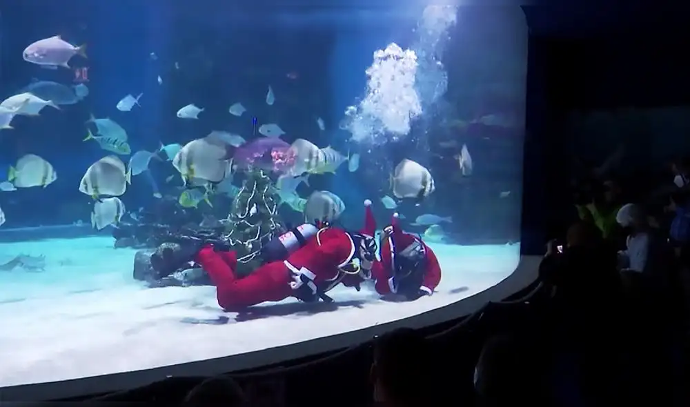 Video compartido ha sido visto por más de 41.600 usuarios. Foto: captura de Twitter