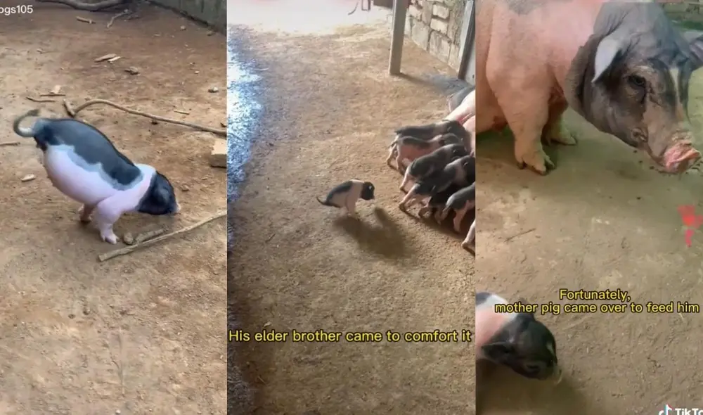 El usuario ha demostrado en otros videos que el pequeño animal aprende a diario a vivir con su discapacidad, ya que puede comer por sí solo y juega con otros animales. Foto: captura de TikTok