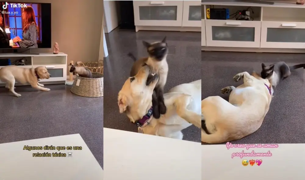 La usuaria mostró en otros videos la buena relación que ambos animales fueron construyendo desde que el perro era un cachorro. Foto: captura de TikTok