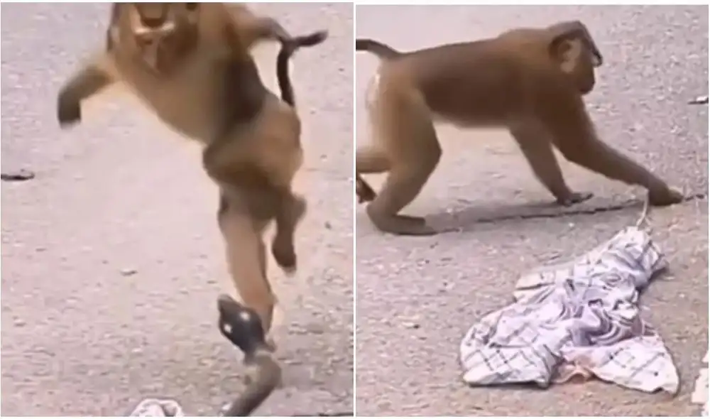 Mono se lleva el susto de su vida tras encontrar una serpiente de juguete. Foto: captura de TikTok.
