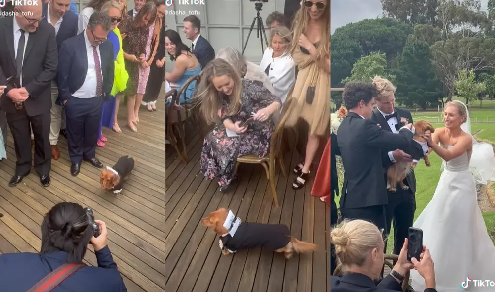 El perrito se robó la mirada de los asistentes al presentarse con su terno hecho a medida para ser el portador de anillos. Foto: captura de TikTok El perrito se robó la mirada de los asistentes al presentarse con su terno hecho a medida para ser el portador de anillos. Foto: captura de TikTok