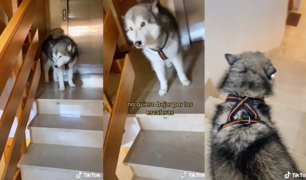 La perrita se negó por varios minutos a bajar por las escaleras y solo lo hizo cuando sus dueños le dieron croquetas. Foto: captura de TikTok