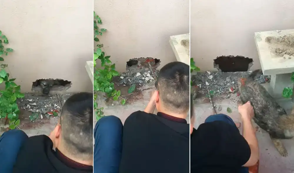 Nadie supo cómo el can llegó hasta allí, pero pudo ser rescatado a tiempo. Foto: captura de YouTube