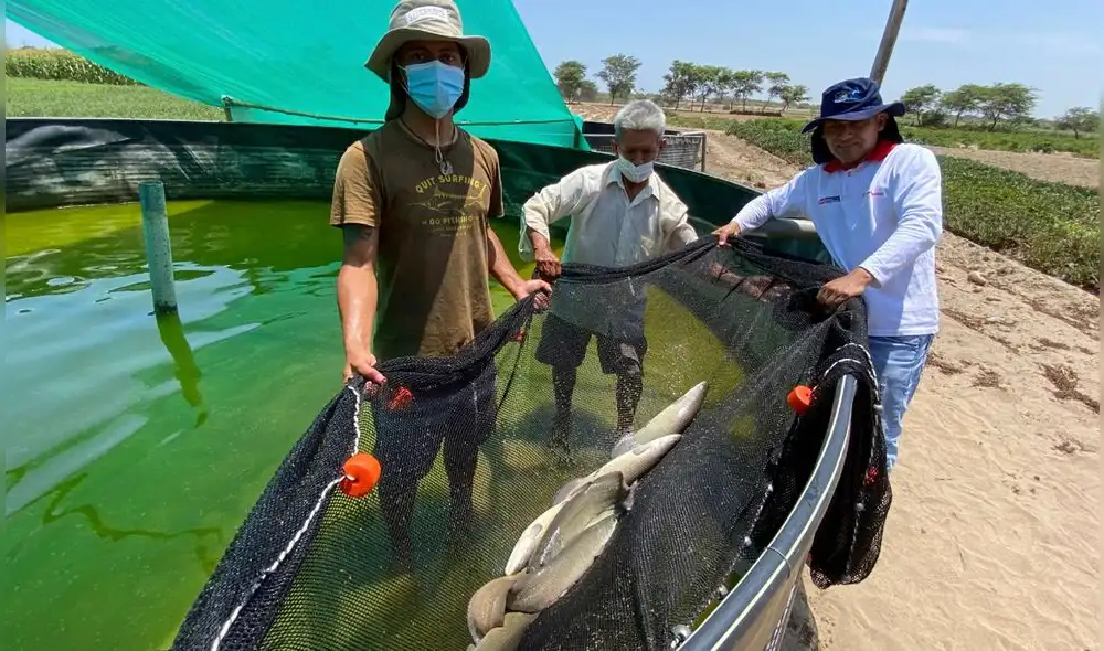 Acuicultores lambayecanos recibieron capacitaciones y asistencia técnica. Foto: difusión