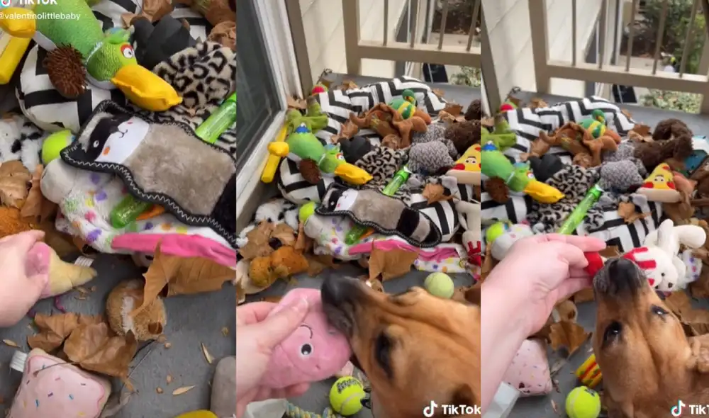 El perrito Valentino no permitió que su dueña le quitará sus juguetes. Foto: captura de TikTok El perrito Valentino no permitió que su dueña le quitará sus juguetes. Foto: captura de TikTok