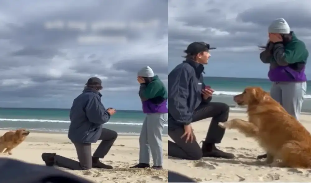Hombre le propone matrimonio a su novia, pero su perro le quita el protagonismo. Foto: capturas de TikTok.