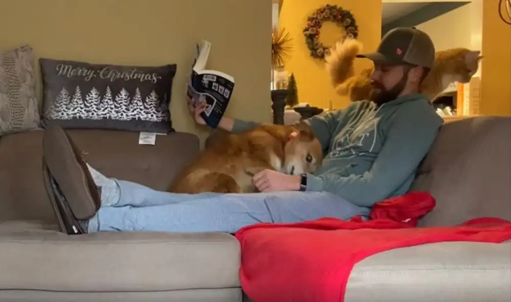 Un perro y un gato se aseguran de que su dueño les preste atención. Foto: captura de TikTok
