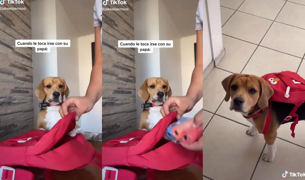 El tierno perrito estuvo pendiente de todos los juguetes que su ama ordenaba en su mochila. Foto: captura de TikTok