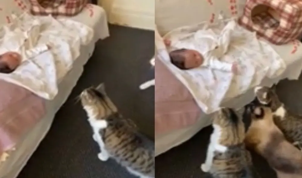 Tres gatos conocen a un bebé recién nacido por primera vez y su reacción emociona a miles. Foto: capturas de TikTok.