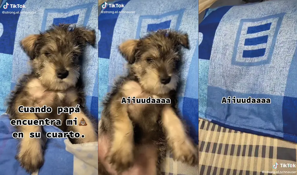 El padre de la dueña del perrito quito la sábana para jalar al pequeño. Foto: captura de TikTok