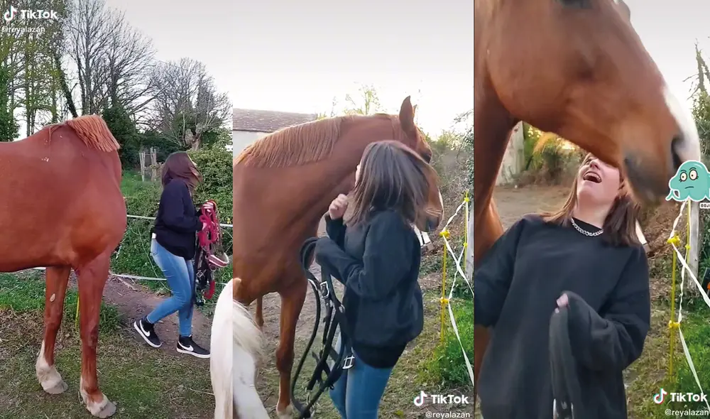 En el clip también se puede ver a otro caballo que reacciona de igual manera ante los sustos. Foto: captura de TikTok En el clip también se puede ver a otro caballo que reacciona de igual manera ante los sustos. Foto: captura de TikTok