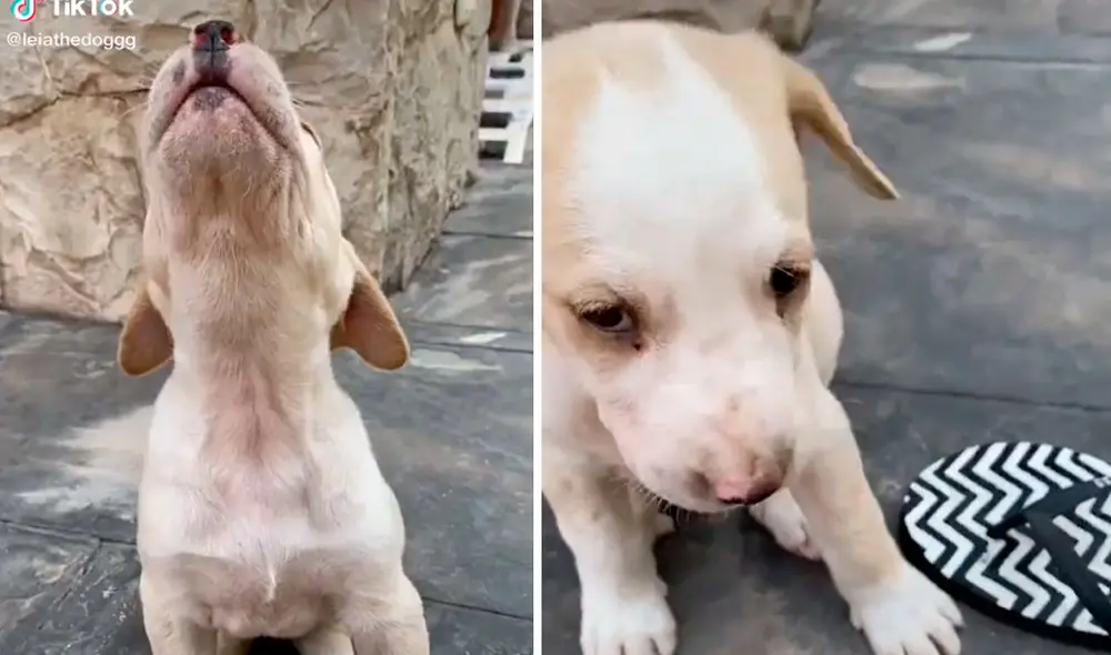 Las divertidas imágenes han hecho reír a miles de usuarios en las redes sociales. Foto: captura de TikTok