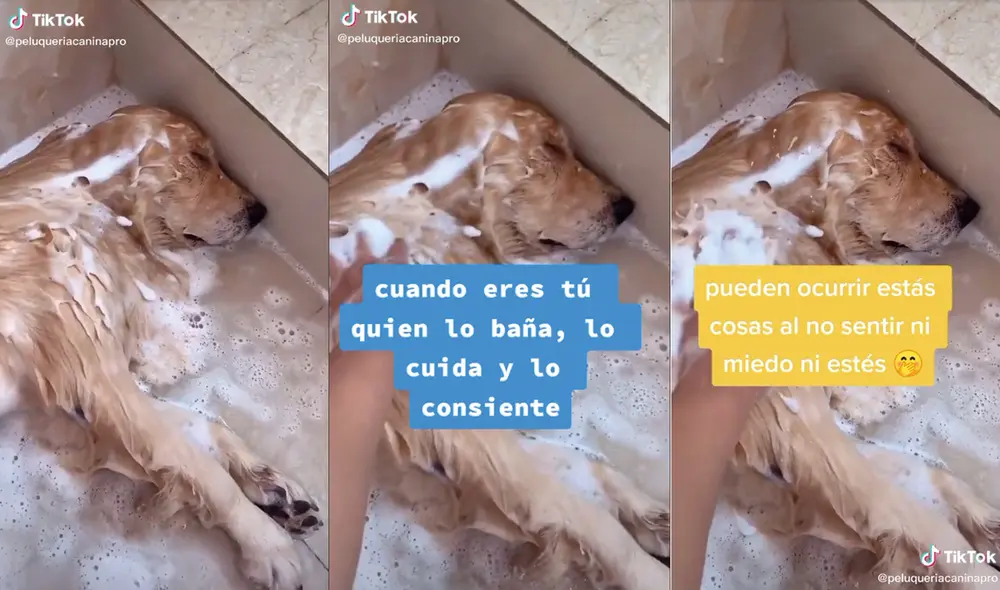 El perrito se quedó completamente dormido. Foto: captura de TikTok