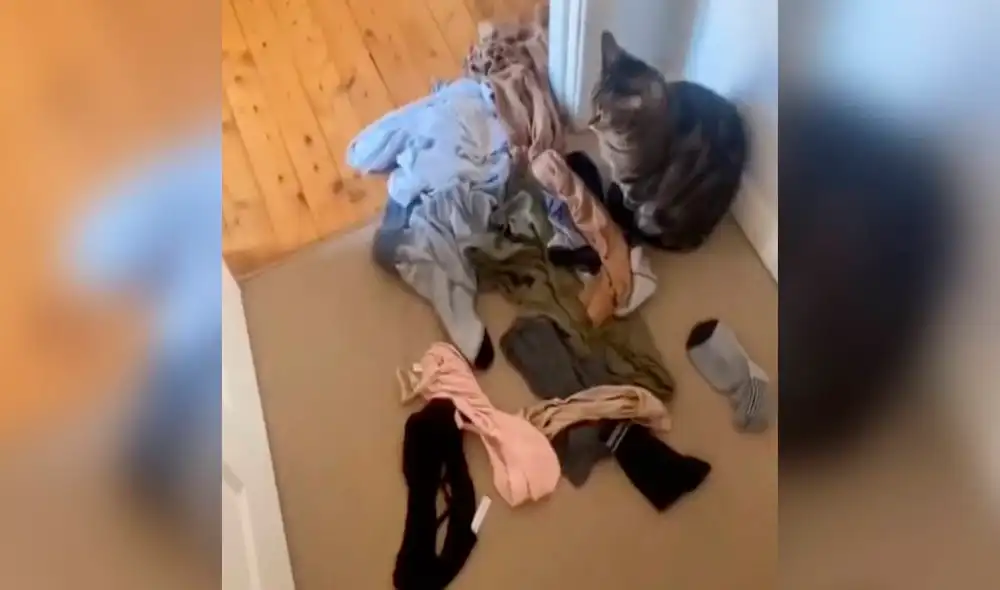 La felina y su ama fueron muy unidas desde que se conocieron y, al poco tiempo, se dio cuenta de que estaba embarazada. Foto: captura de TikTok