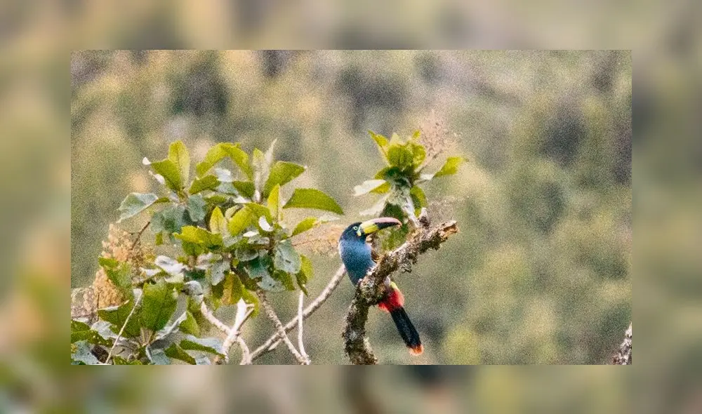 Especies en peligro.