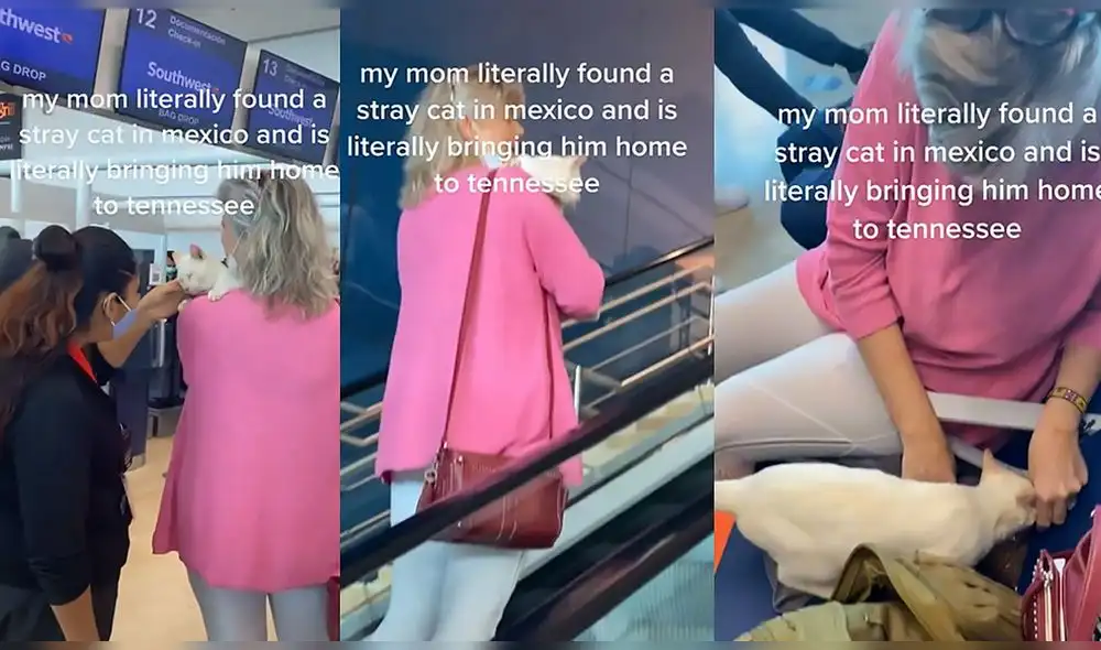 La escena ha conseguido casi 14 millones de reproducciones en la red social. Foto: captura de TikTok La escena ha conseguido casi 14 millones de reproducciones en la red social. Foto: captura de TikTok