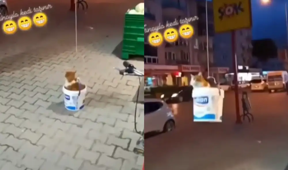 El felino se mostró confiado al subir a su balde de plástico donde estuvo cómodo cuando sus dueños lo recogieron. Foto: captura de TikTok