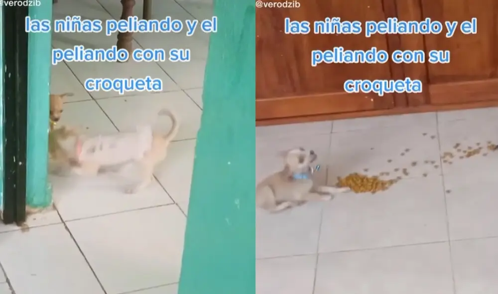 El tierno perrito fue descubierto por su dueño cuando peleaba con sus croquetas en la sala de su hogar. Foto: captura de TikTok