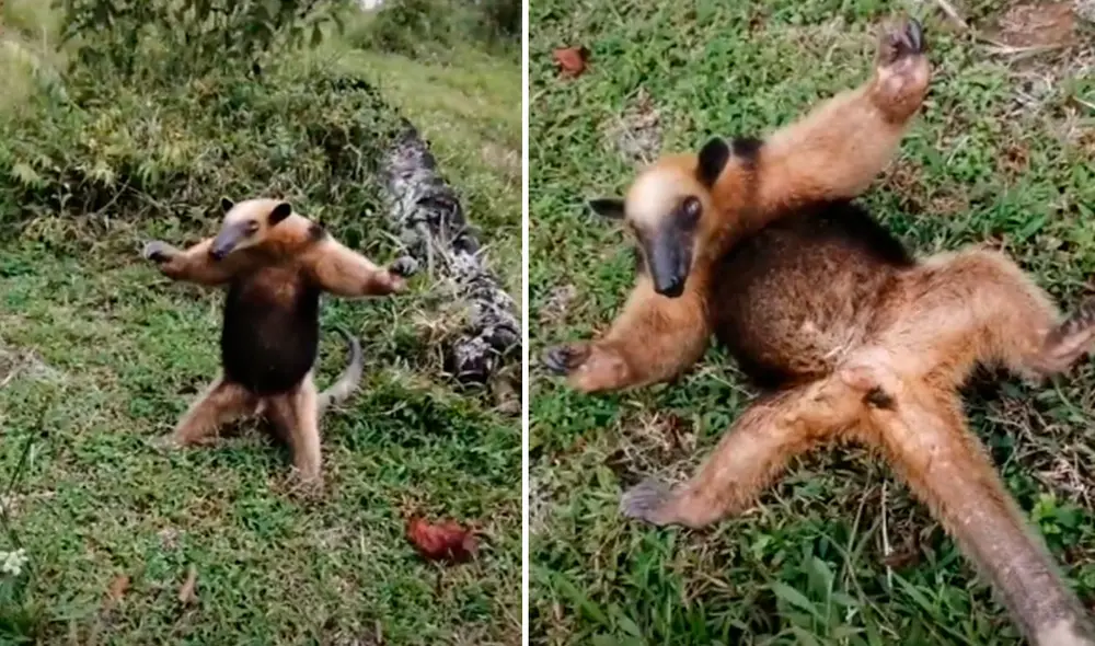Un joven tuvo una rápida reacción para evitar que su mascota ataque a un animal, pero no imaginó que este iba a tener una extraña reacción para ahuyentarlos. Foto: captura de Facebook