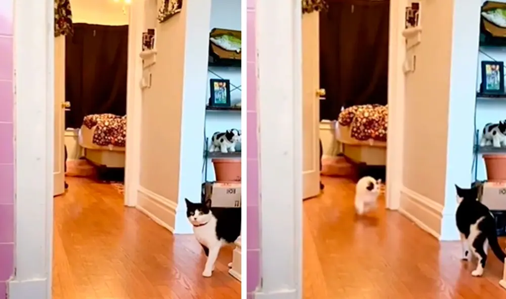 Un gato saltó de su cama cuando se percató que su ‘compañero’ lo estaba llamando para jugar en horas de la mañana. Foto: captura de Facebook