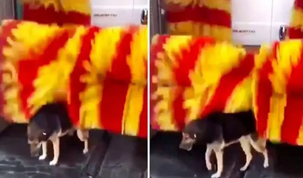 Un perro es captado ‘bañándose’ en una máquina de lavado de autos. Foto: captura de TikTok.