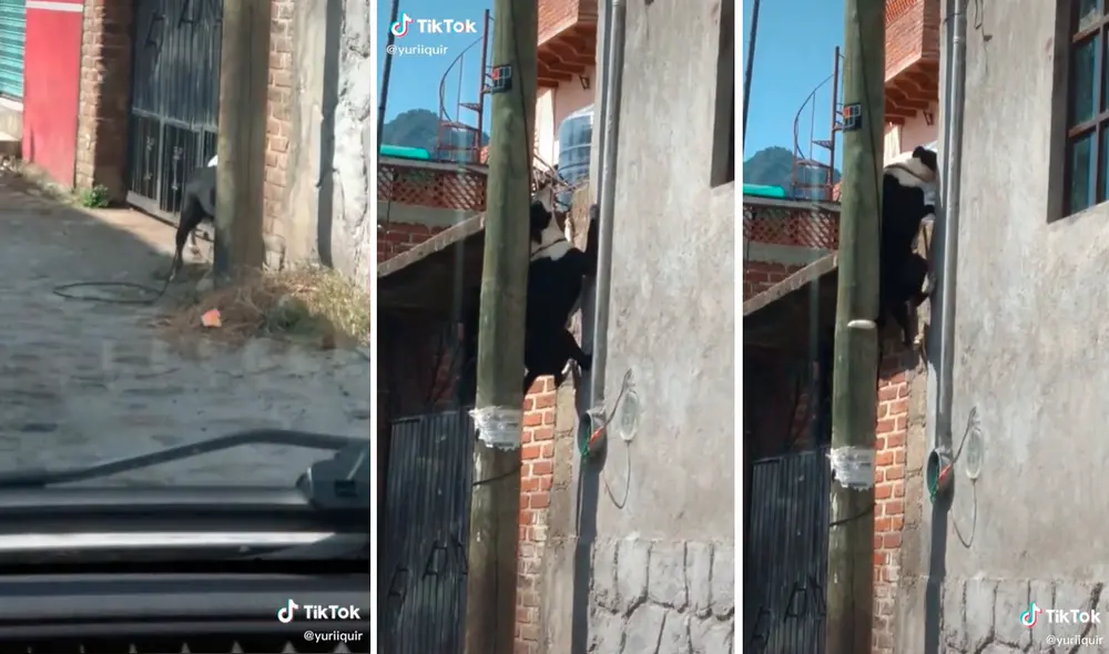 El perrito demostró que es un gran escalador como el personaje de Marvel. Foto: captura de TikTok El perrito demostró que es un gran escalador como el personaje de Marvel. Foto: captura de TikTok
