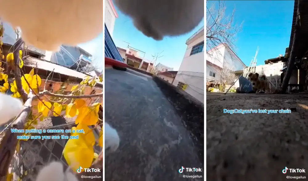 El gatito mostró los sitios y las sorpresas que tuvo durante su paseo a la calle. Foto: captura de TikTok