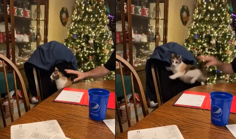 El tierno gatito botó la silla en la que se estaba sentando debido al gran susto que le dio su dueño. Foto: captura de TikTok